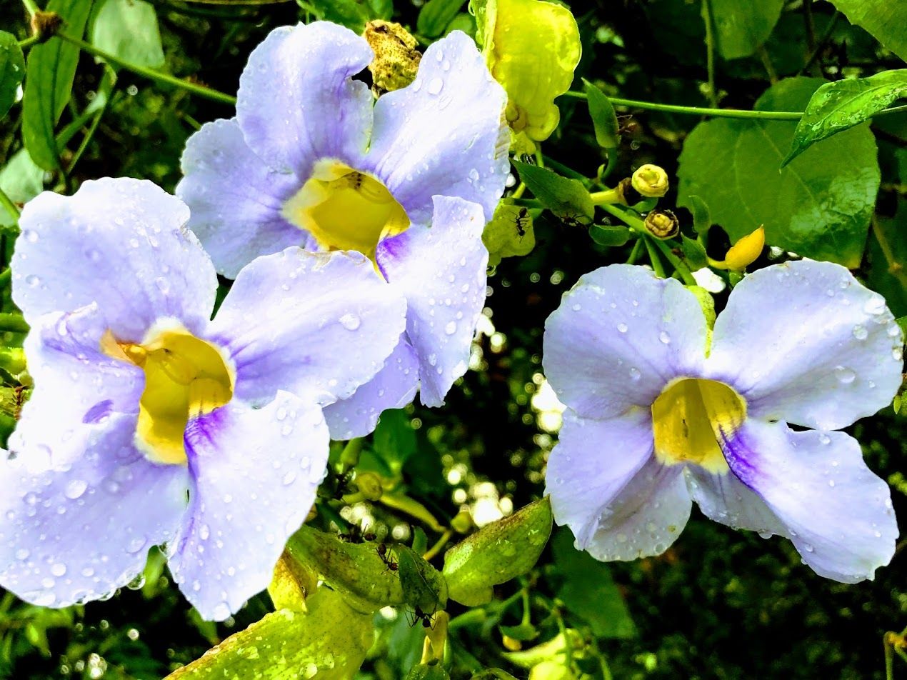 I got a haircut in Asia