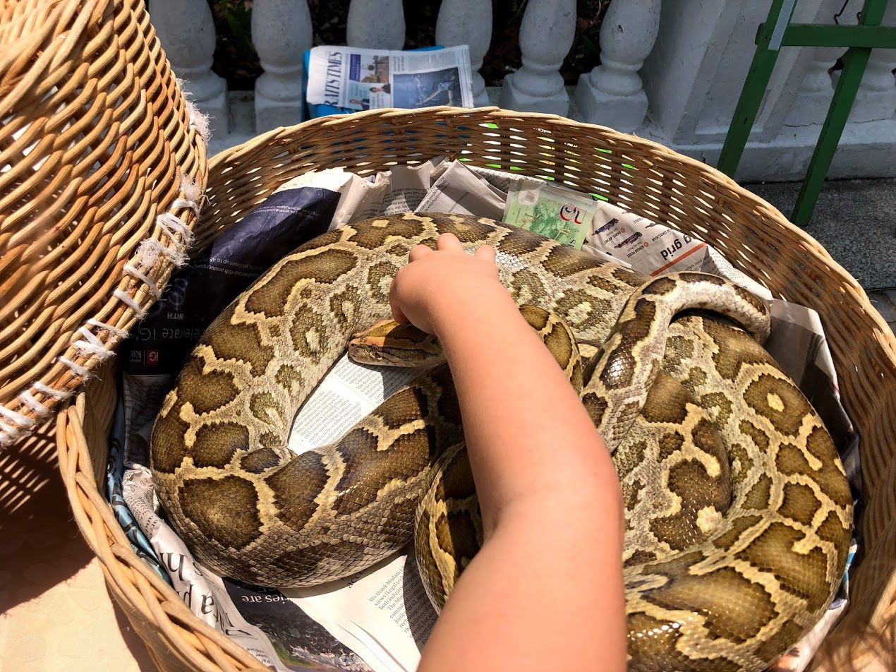 Guess we're not scared of snakes