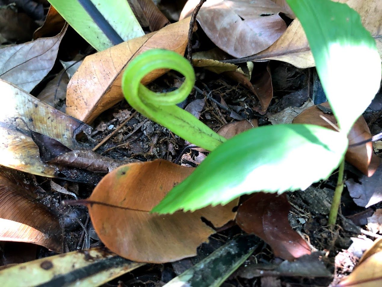 Sentosa Nature Walks