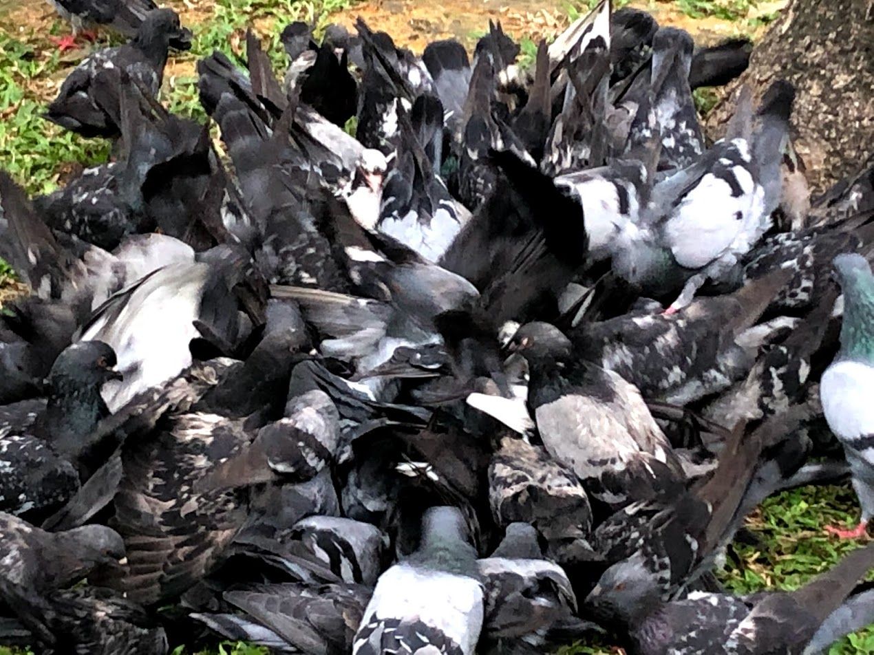 Flu Shots in October