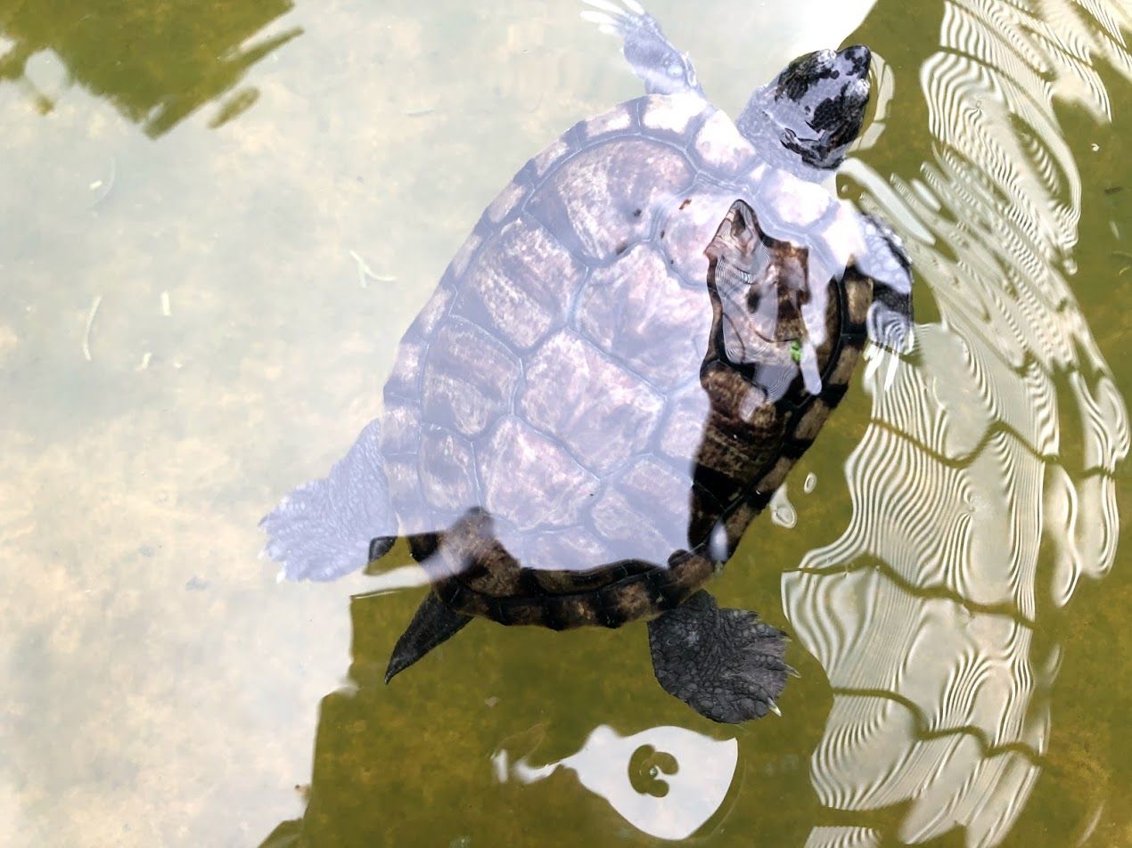 Swinging by Hort Park