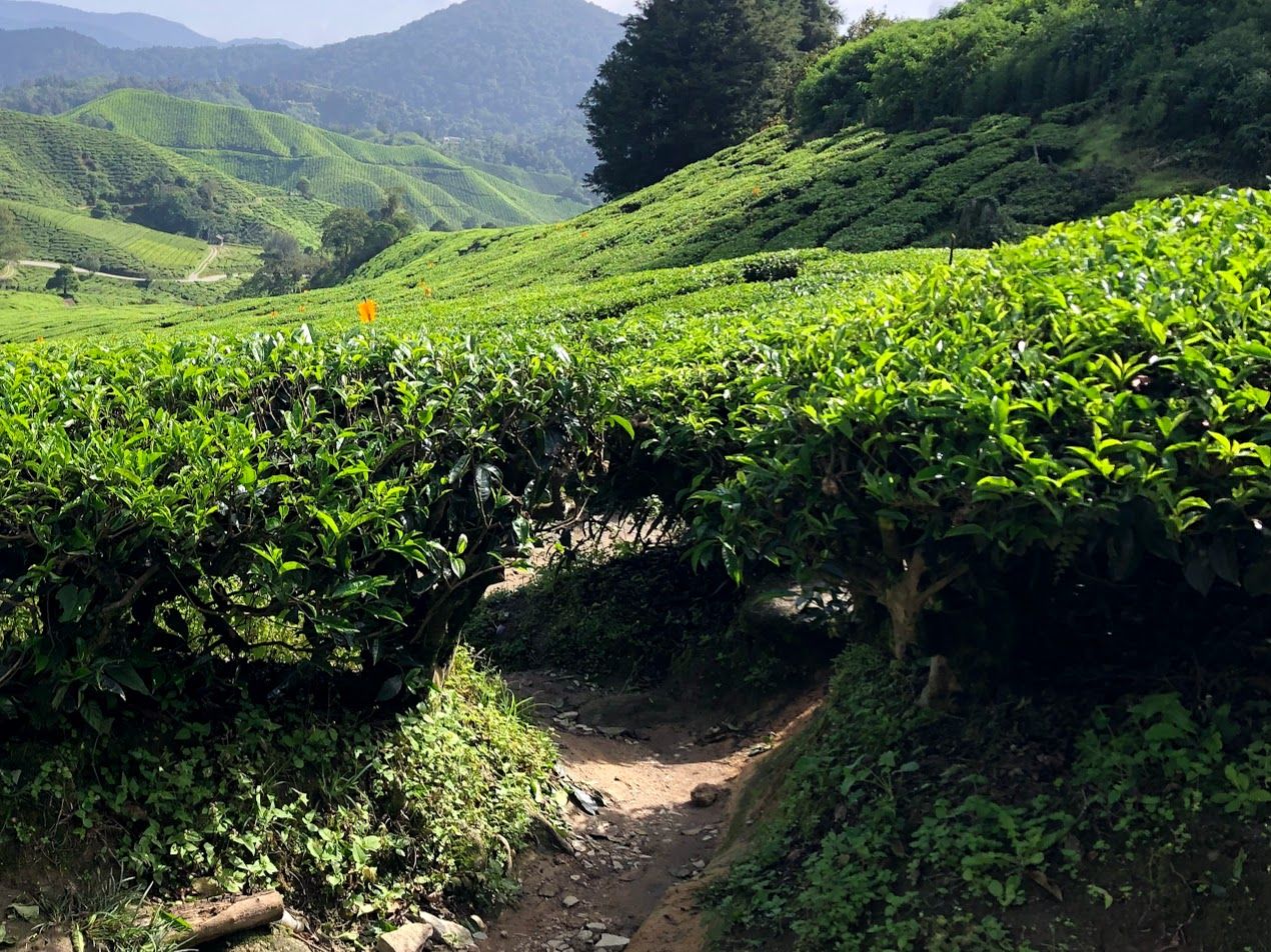 BOH Tea Plantation, Malaysia