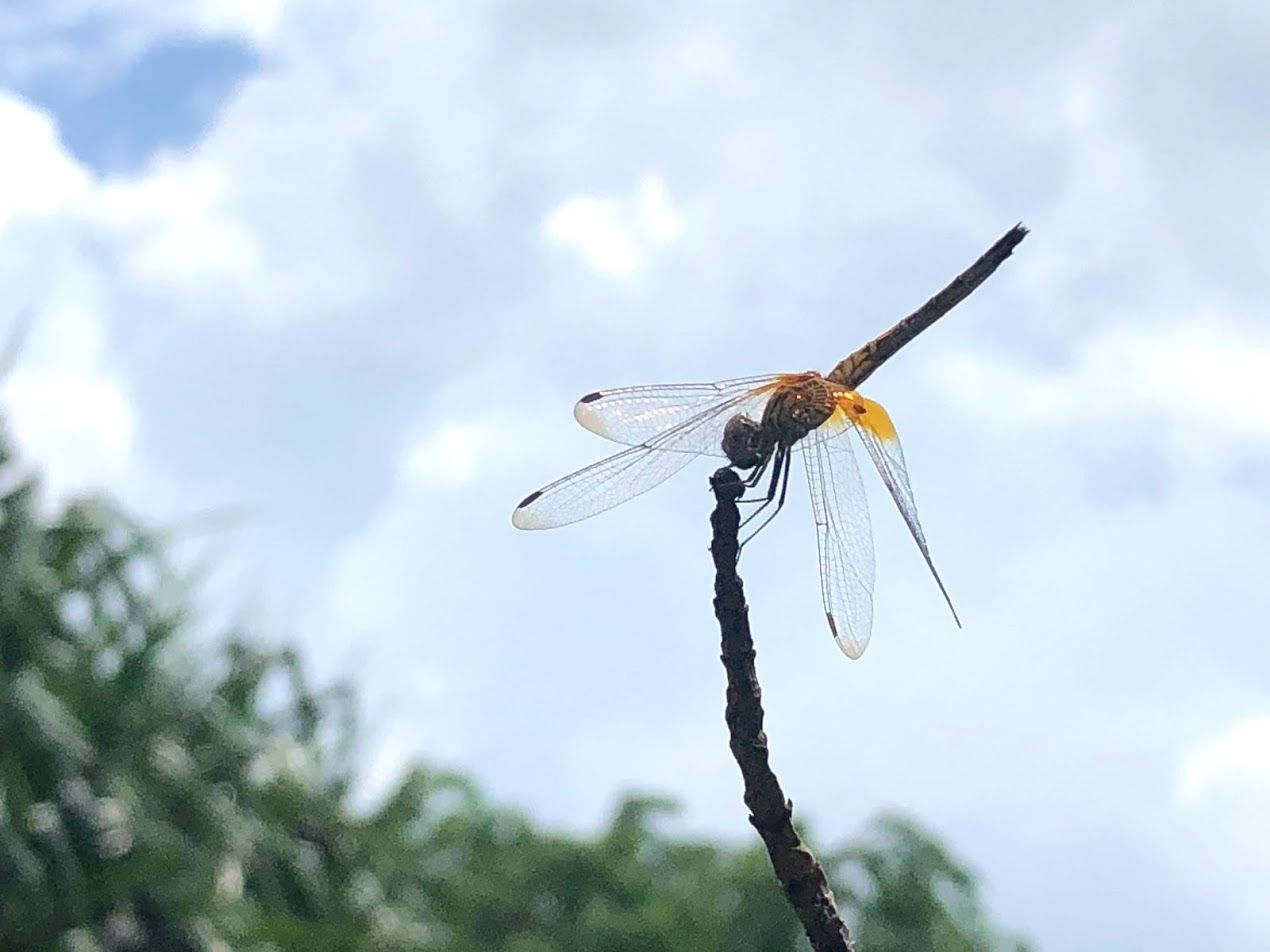 SDL Day 68 - Wildside