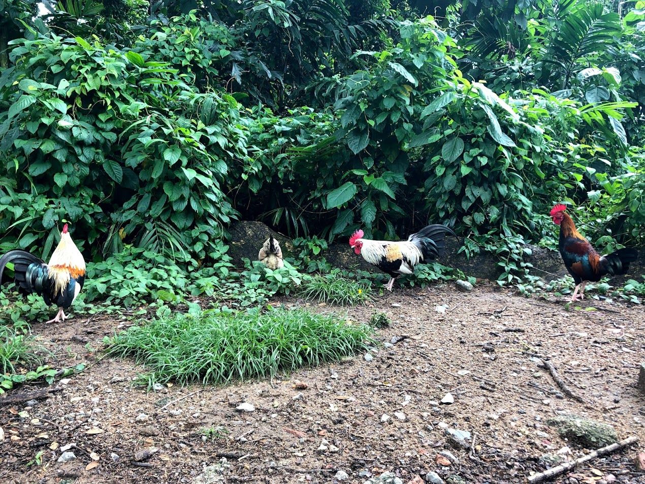 SDL Day 62 - Chickens on the Loose