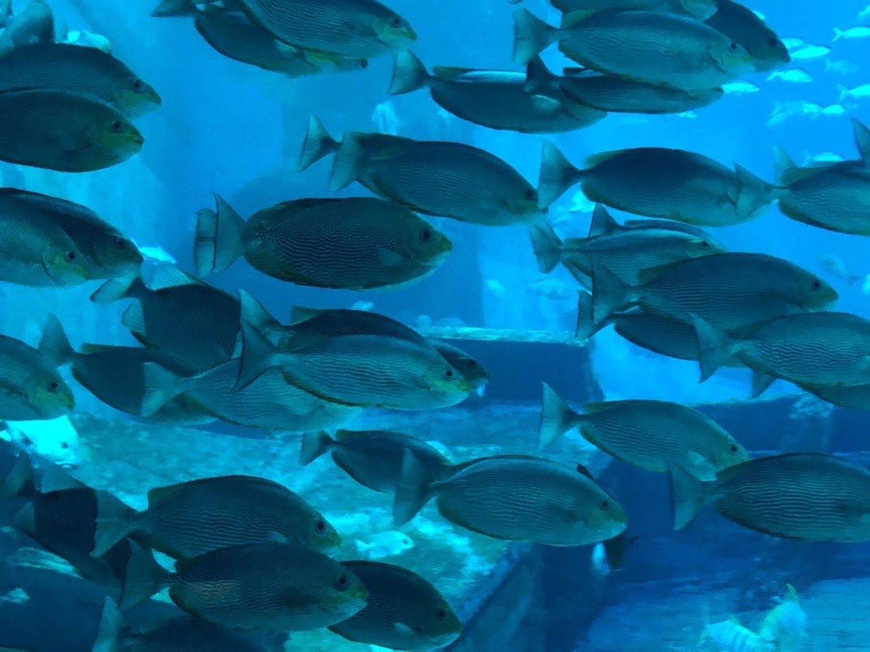 Marine Explorers Completion