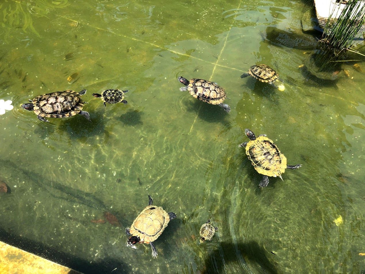 Intro to the Turtles