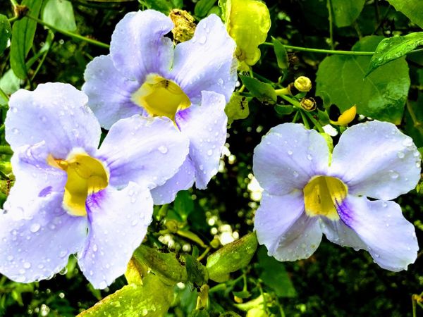 I got a haircut in Asia