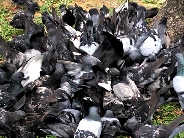 Flu Shots in October