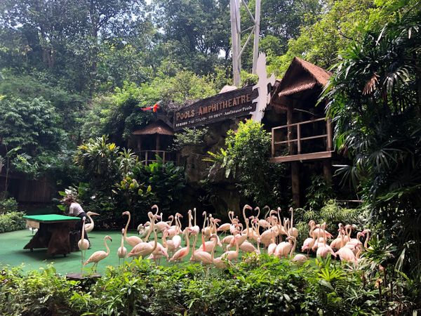 The Girls Took Over Jurong Bird Park