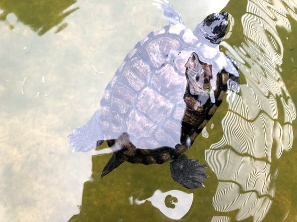 Swinging by Hort Park