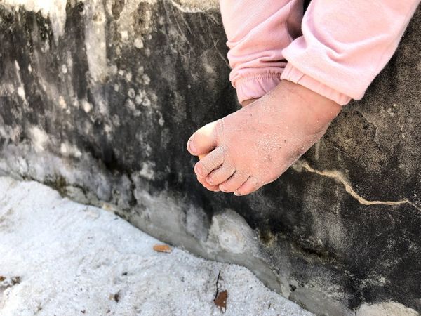 The Animals in Labrador Park