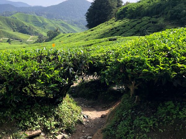 BOH Tea Plantation, Malaysia