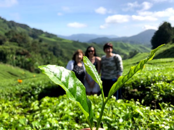 Reading the Tea Leaves