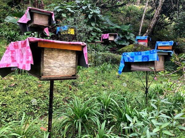 It's not just tea - A Bee Farm