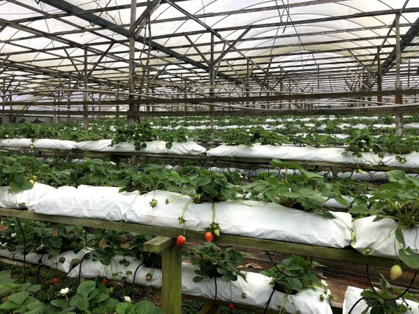 Strawberries in the Cameron Highlands