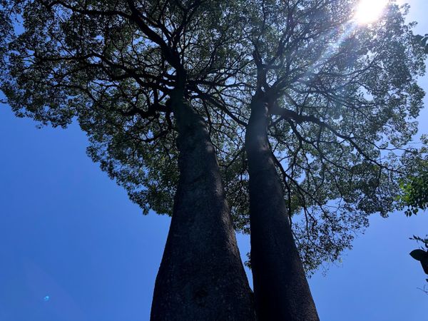 SDL Day 31 - Extended to June 1