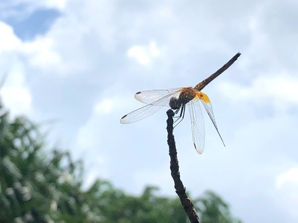 SDL Day 68 - Wildside