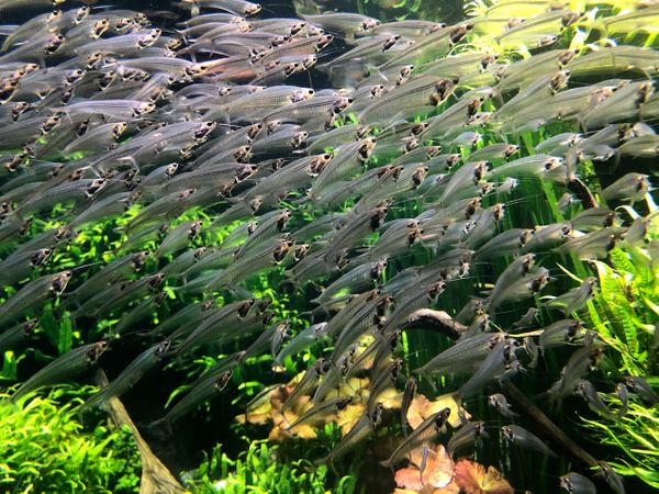 Stay-cations and Aquariums