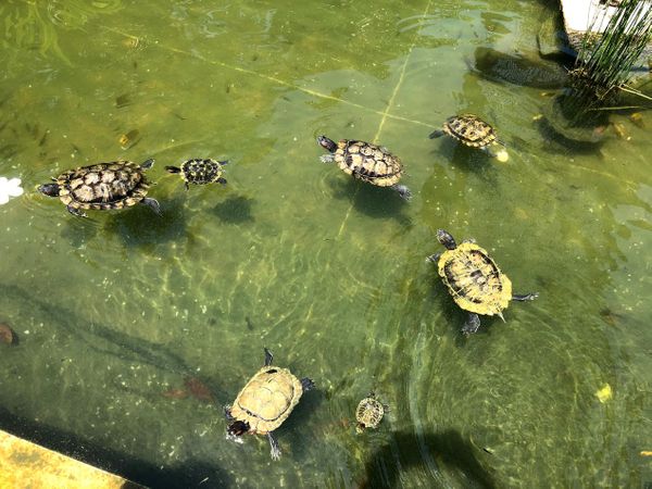 Intro to the Turtles